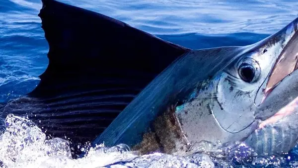 Virginia Beach Fishing Charters, Virginia Beach, VA