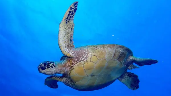 WAIKIKI DIVE CENTER