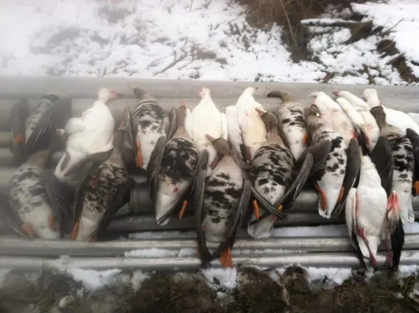Webfoot Outfitters