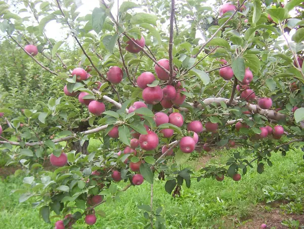 Wellwood Orchards Inc., Springfield, VT