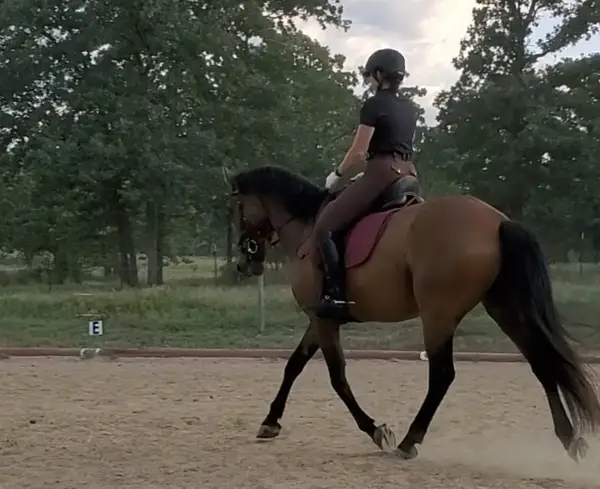 West Equestrian Ranch
