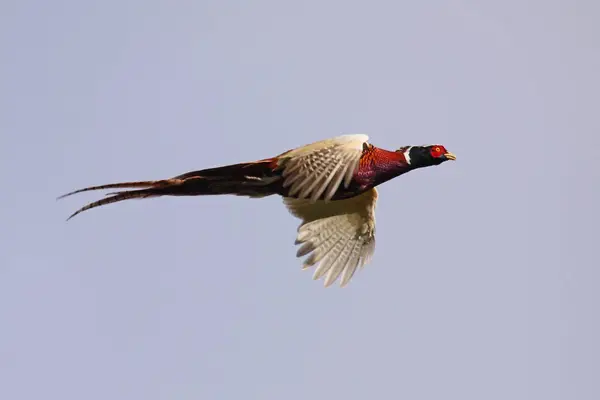 West River Preserve