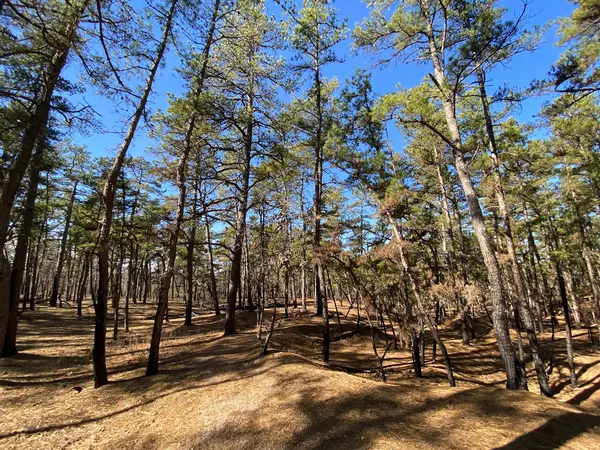 Wharton State Forest ATV Trails