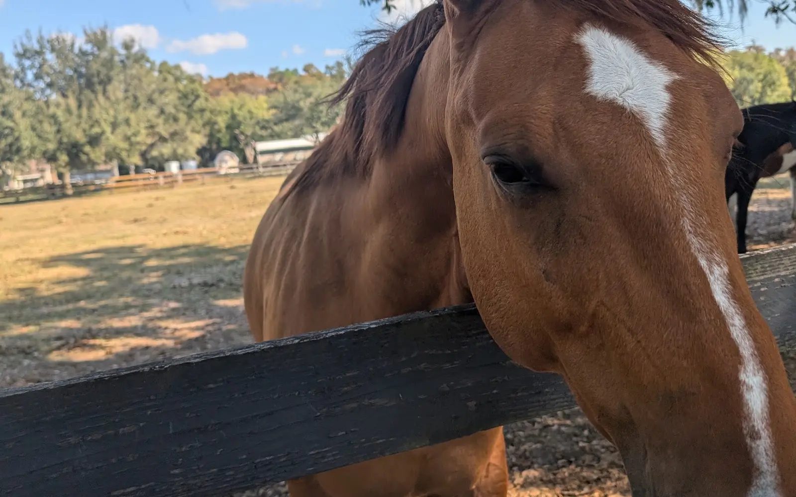 Whispering Oaks Equestrian Center