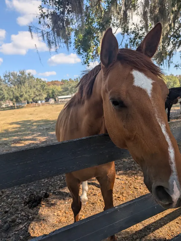 Whispering Oaks Equestrian Center