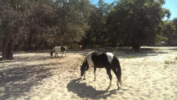 Whispering Oaks Equestrian Center, photo 3