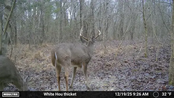 Whitetail Hunting Kentucky