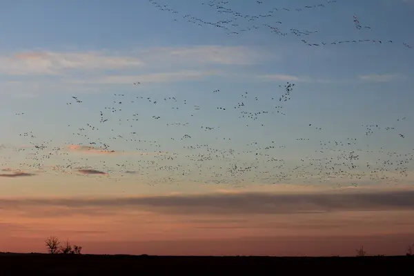 Wild Goose Lodge Ltd., photo 4