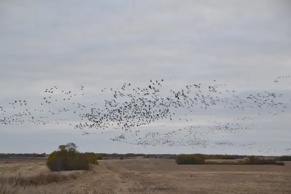 Wild Goose Lodge Ltd., photo 1