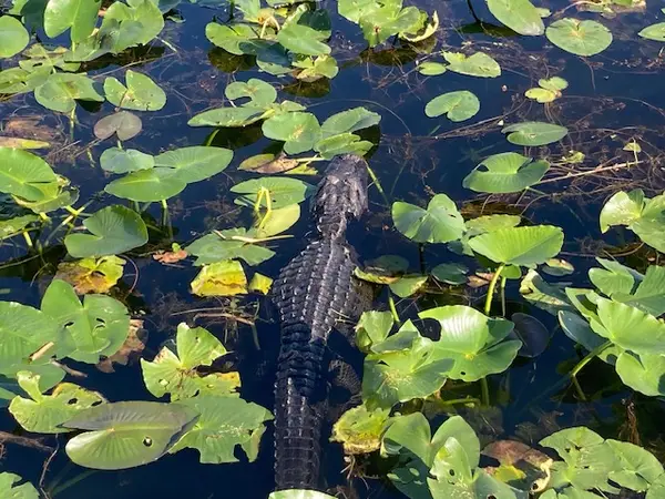 Wild Lime Adventures ~ Tours to Everglades, Big Cypress, and Dry Tortugas
