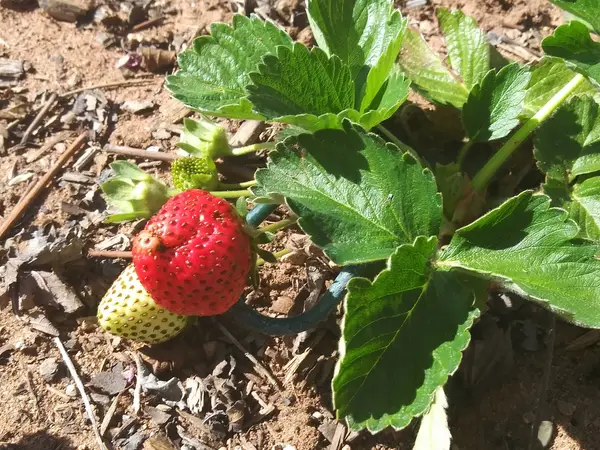 Wild West Berry Farm, Las Cruces, NM