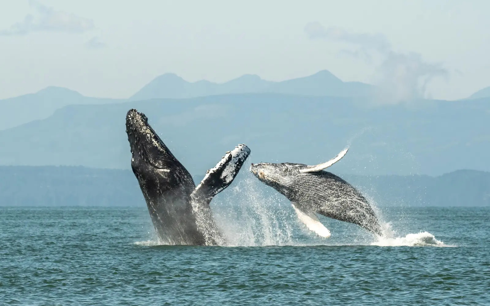 Wild Whales Vancouver