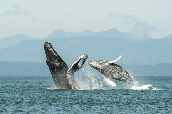 Wild Whales Vancouver