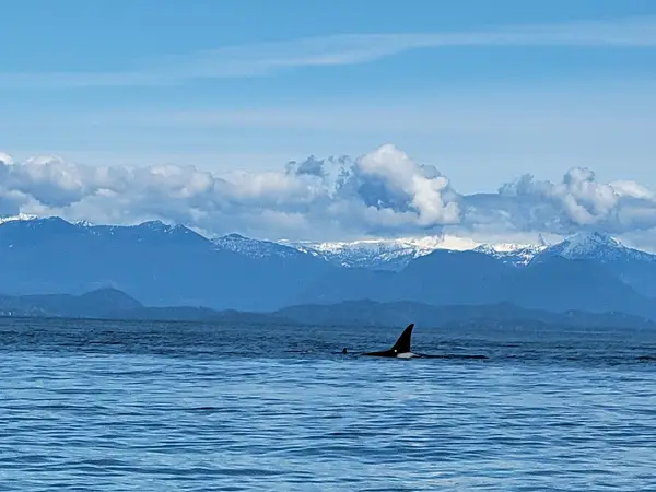 Wild Whales Vancouver, photo 1