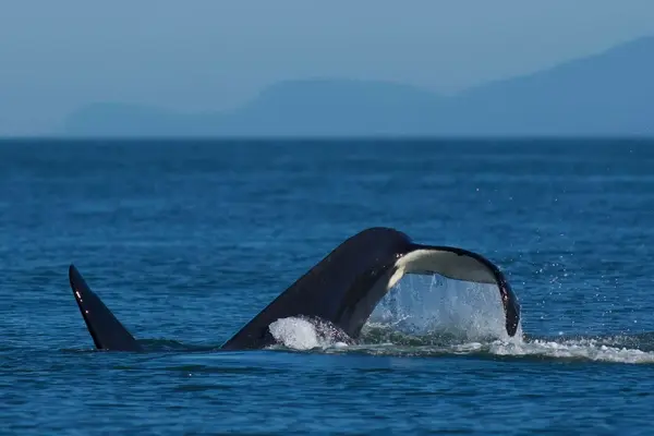 Wild Whales Vancouver, photo 2