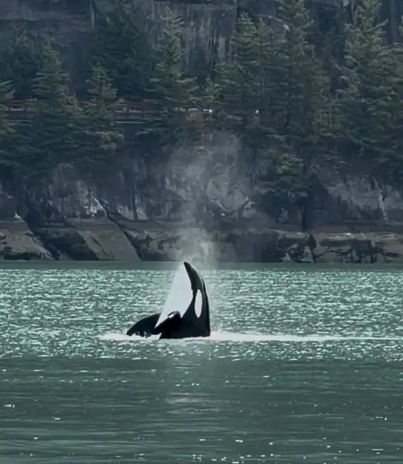 Wild Whales Vancouver, photo 3