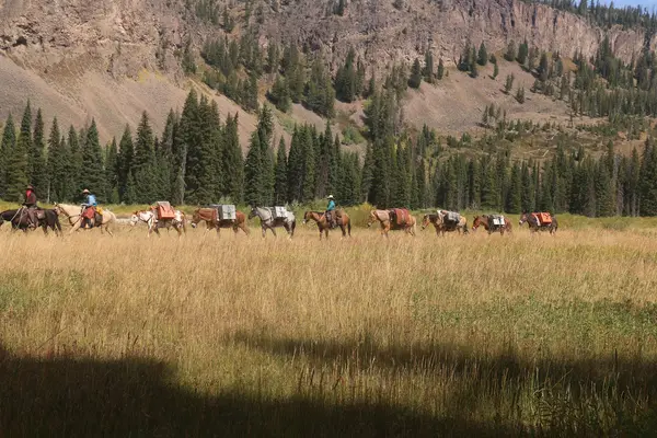Wilderness Pack Trips- Yellowstone