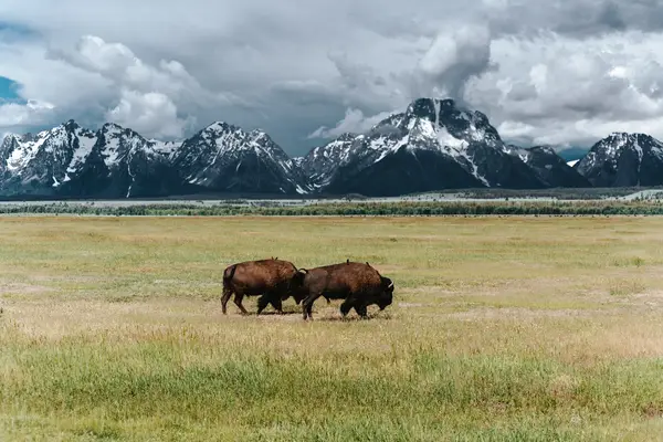 Wildlife Expeditions of Teton Science Schools, Jackson, WY