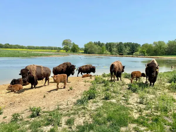 Wildlife Prairie Park, Hanna City, IL