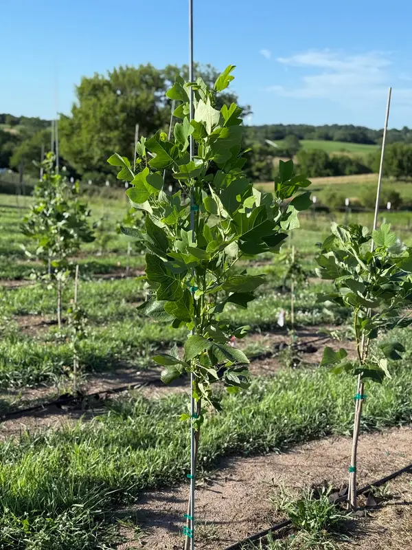 Williams Family Ranch and Farms
