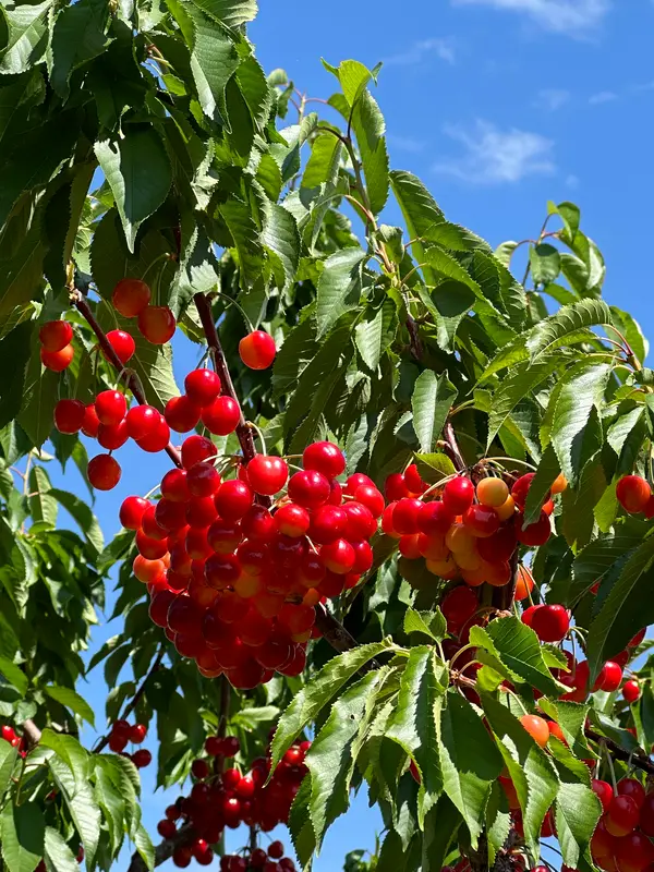 Williams Fruit Ranch, Emmett, ID