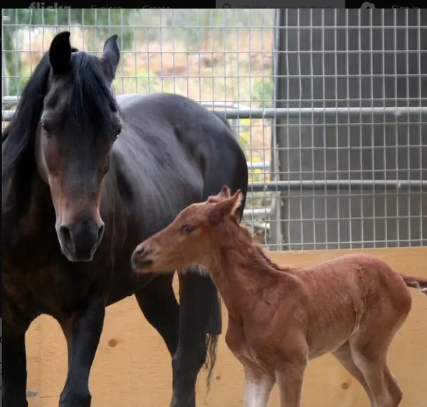 Willow Glen Equestrian Center, photo 2