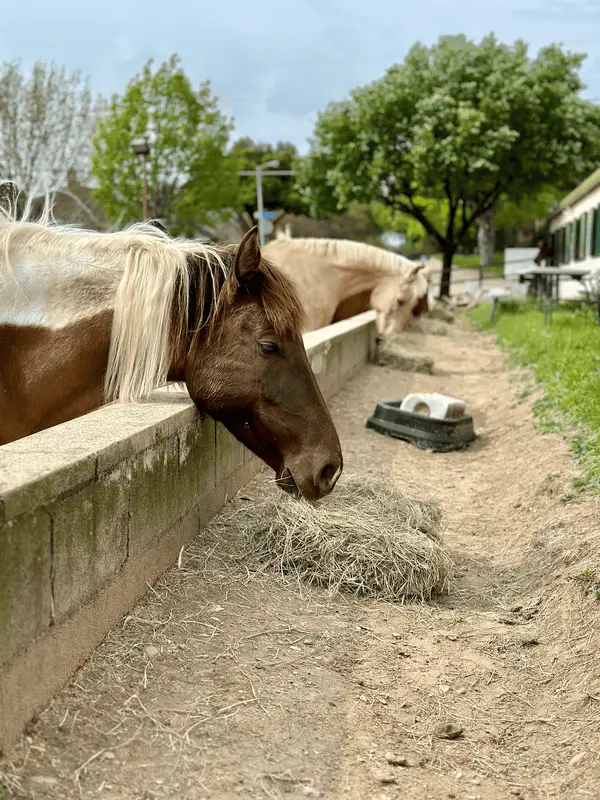 Windmill Stables, photo 2