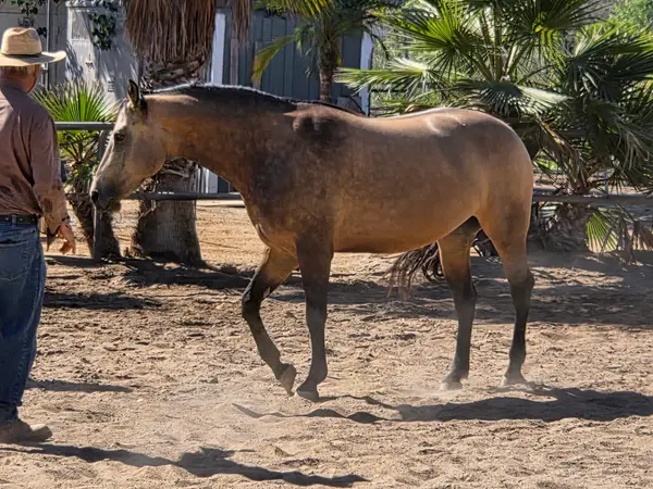 Windsor Equestrian Center, photo 1