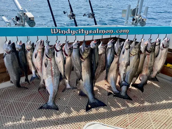 Windycitysalmon, Waukegan, IL