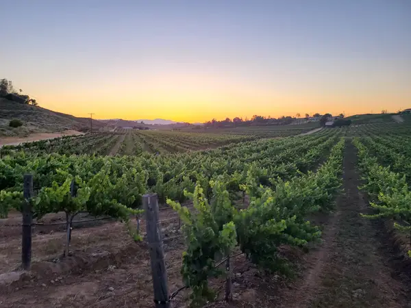 Wine Country Trails by Horseback, photo 2