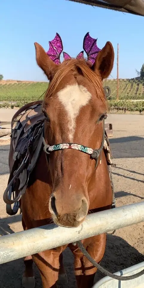 Wine Country Trails by Horseback, photo 3