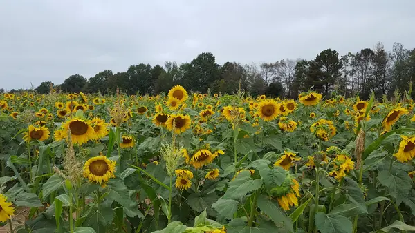 Wise Family Farm, Pontotoc, MS
