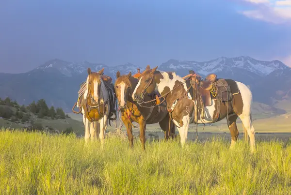 Wolfpack Outfitters Inc