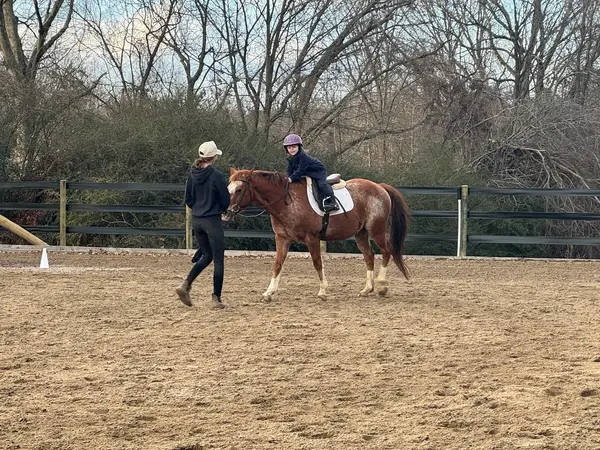 Wonder Horse Academy LLC