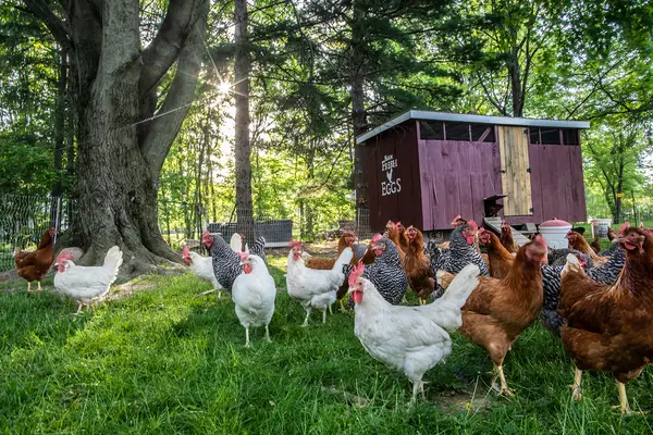 WOODS FAMILY FARM, Vermilion, OH