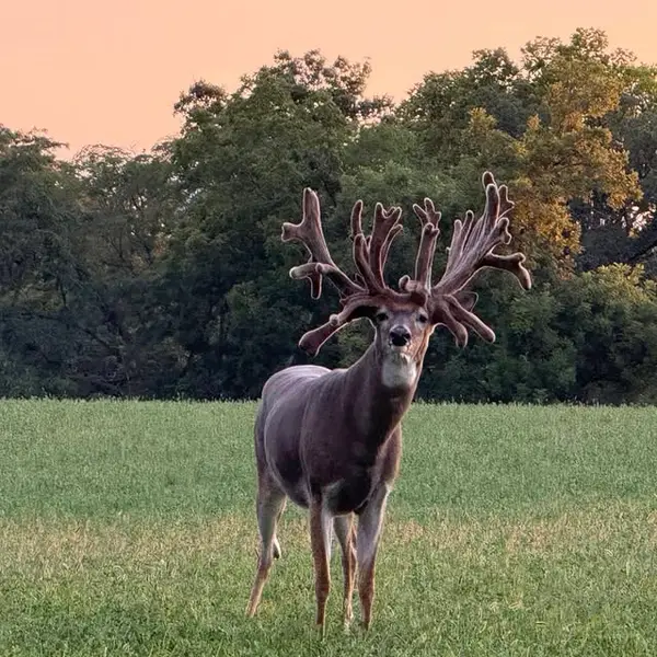 X Factor Whitetails