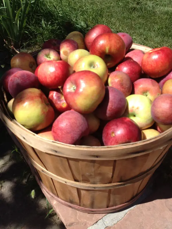YA YA Farm & Orchard, Longmont, CO