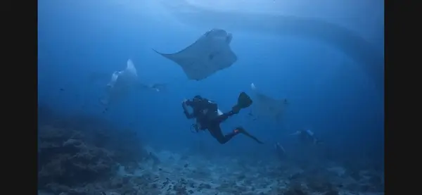 YAY Scuba! | PADI Training