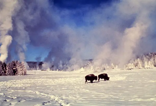 Yellowstone Fun