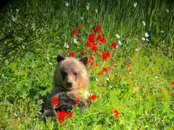 Yellowstone Wild Tours, Gardiner, MT