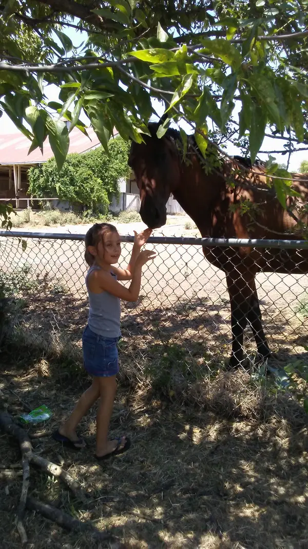 YMCA Camp Carter Equestrian Center, photo 2