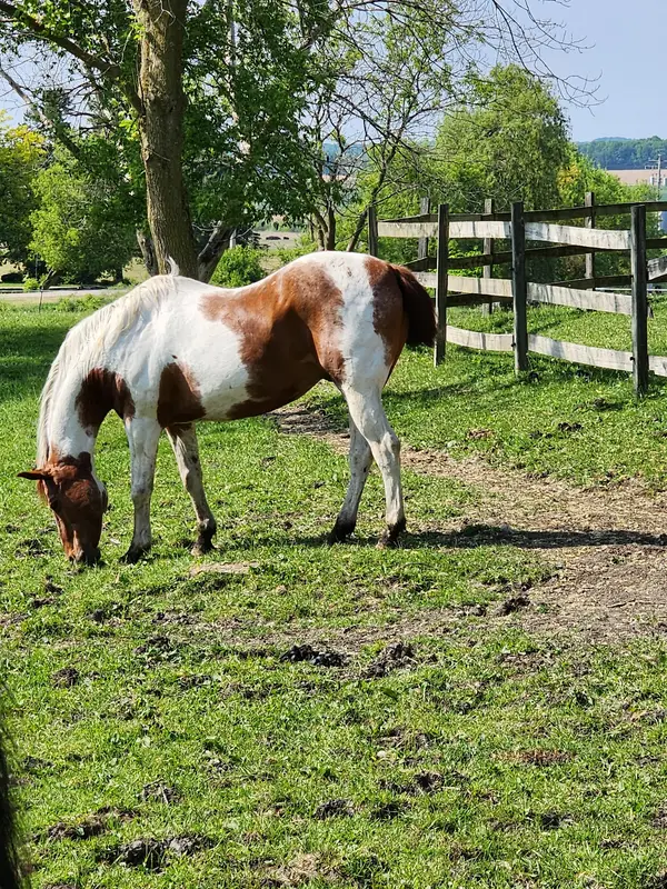 Yorkshire Farm Riding School LLC
