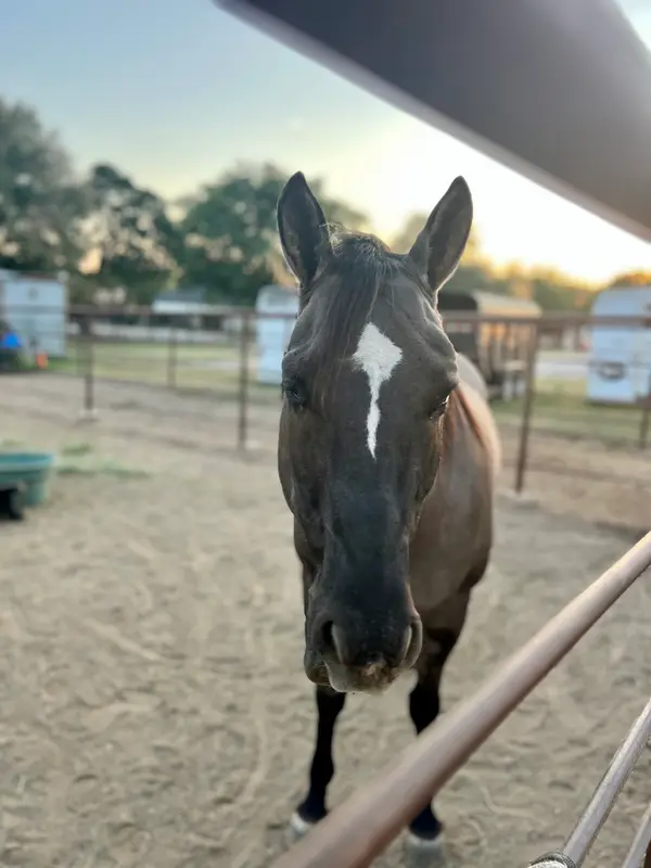 Younger Stables and Arena, photo 3