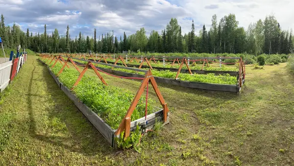 YuPik Berry Farm, Salcha, AK