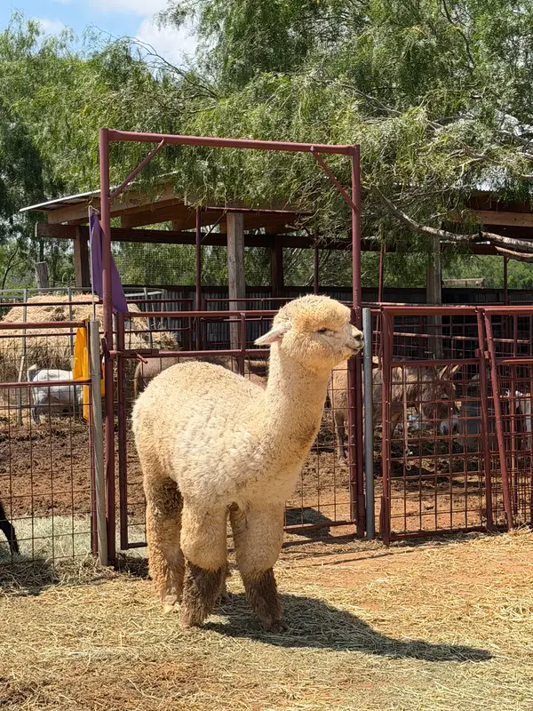 Zolten’s Ranch, photo 1