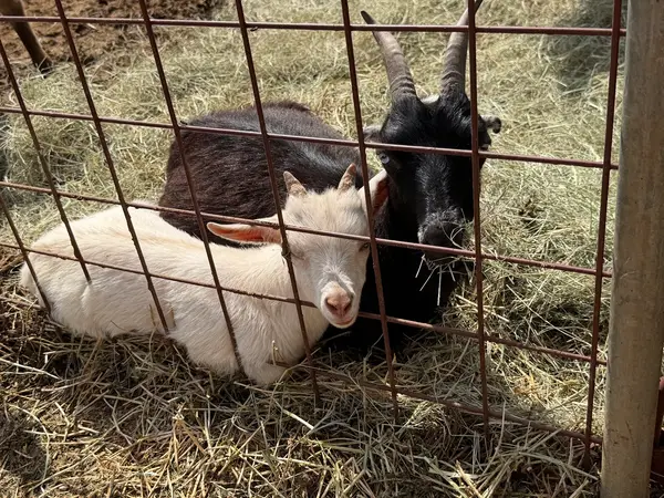 Zolten’s Ranch, photo 2