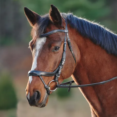 Equitus Alpha Anatomical Bridle