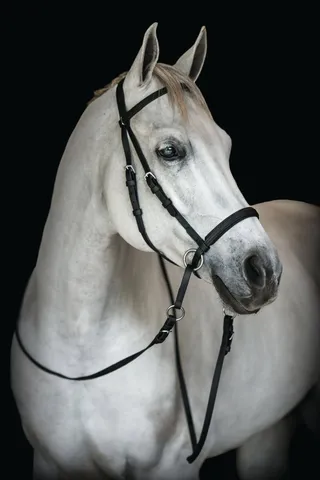 Beta Bitless Bridle