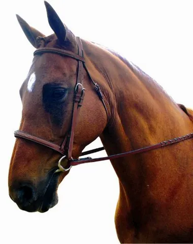 Raised Padded Fancy Stitched Bridle