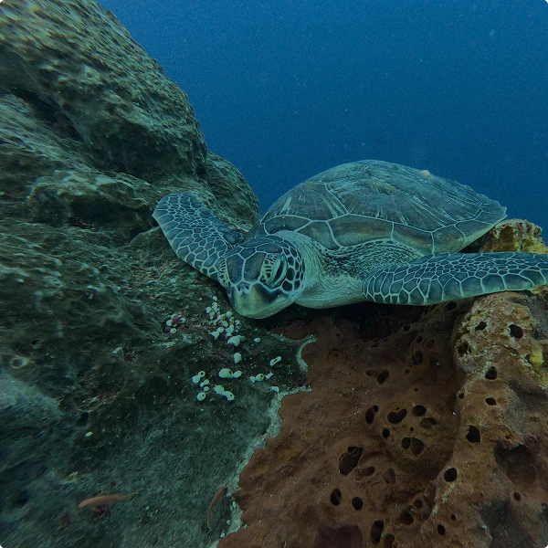 Sea turtle beside a reef in Nusa Penida